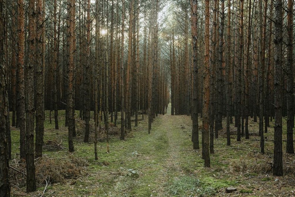 следы животных на лесной почве