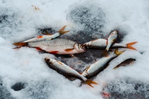 исследование популяции рыбы на озере