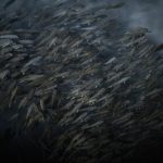Изменения в численности рыбных популяций и устойчивые практики рыболовства