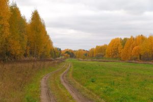 Полевая дорога проходит вдоль кромки леса