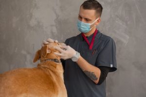 Осмотр рабочей собаки перед сезоном