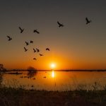 Пролёт птицы: как отличить миграцию от местных перелётов