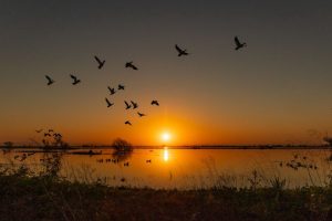 стая гусей проходит над пойменным водоёмом