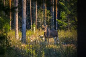 фотоловушка фиксирует проход лося по лесной тропе