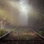 Экологичный подход к охоте: почему одного лимита добычи недостаточно