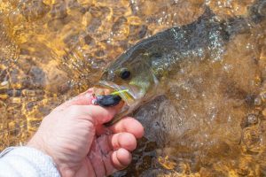 Рыболов освобождает рыбу, не вынимая её надолго из воды