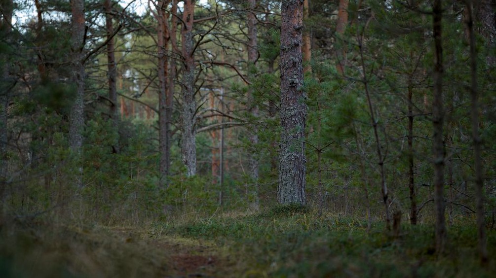 фотоловушка закреплена на дереве у просеки