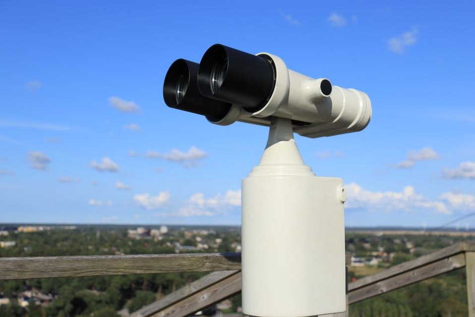Наблюдение за птицами у края заболоченного водоёма