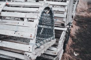 закрытая живоловушка на лесной подстилке